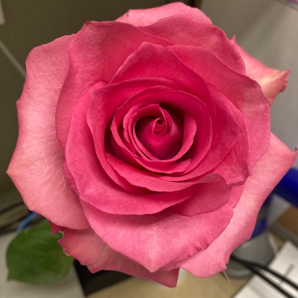 Meet your Posher, Terri - Picture 1 of 1